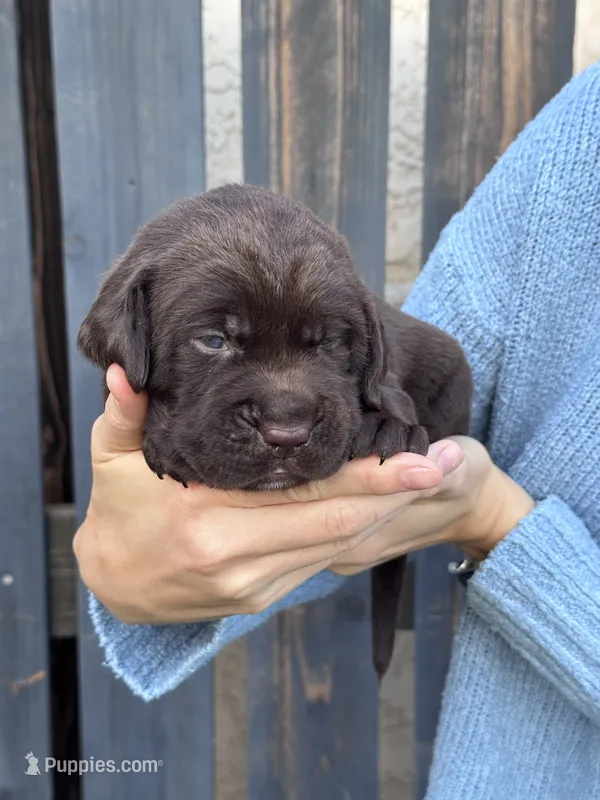 AKC - Green Collar – Labrador Retriever puppy for sale in Loma Linda, CA