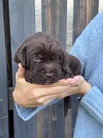 AKC - Green Collar, a male Labrador Retriever for sale in Loma Linda, CA – 3 of 8