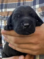 AKC - Pink Collar, a female Labrador Retriever for sale in Loma Linda, CA – 2 of 6