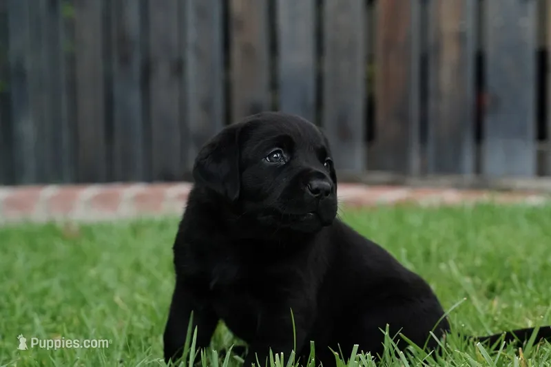 AKC - Pink Collar – Labrador Retriever puppy for sale in Loma Linda, CA