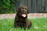 AKC - Green Collar, a male Labrador Retriever for sale in Loma Linda, CA – 2 of 8