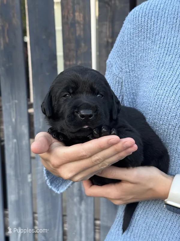 AKC - Blue Collar – Labrador Retriever puppy for sale in Loma Linda, CA