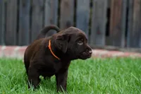 AKC - Orange Collar, a male Labrador Retriever for sale in Loma Linda, CA – 2 of 9