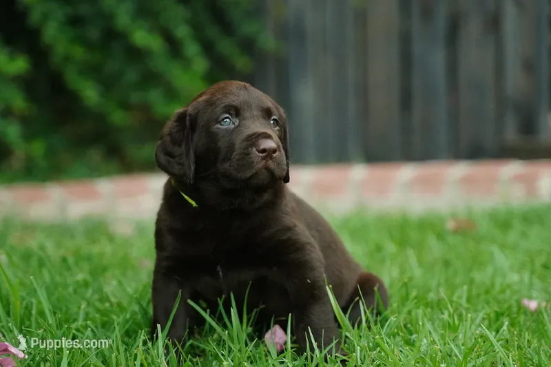 AKC - Yellow Collar – Labrador Retriever puppy for sale in Loma Linda, CA