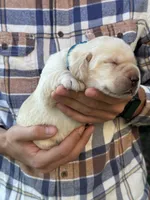 AKC - Light Blue Collar, a female Labrador Retriever for sale in Loma Linda, CA – 2 of 7