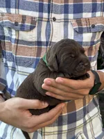 AKC - Green Collar, a male Labrador Retriever for sale in Loma Linda, CA – 2 of 6
