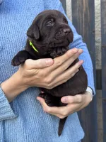 AKC - Yellow Collar, a female Labrador Retriever for sale in Loma Linda, CA – 3 of 8