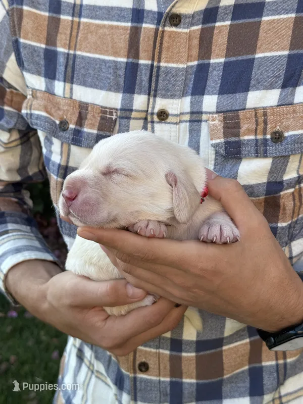 AKC - Red Collar – Labrador Retriever puppy for sale in Loma Linda, CA