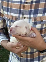 AKC - Red Collar, a male Labrador Retriever for sale in Loma Linda, CA – 1 of 6