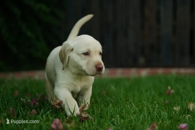 AKC - Red Collar – Labrador Retriever puppy for sale in Loma Linda, CA