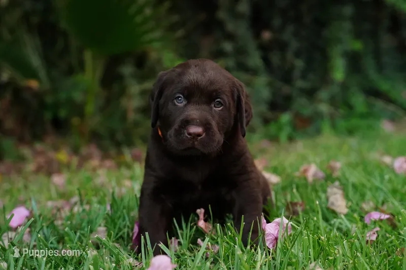 AKC - Orange Collar – Labrador Retriever puppy for sale in Loma Linda, CA