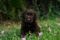 AKC - Orange Collar, a male Labrador Retriever for sale in Loma Linda, CA – 1 of 9