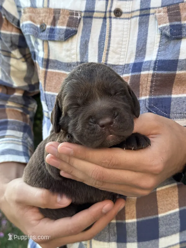 AKC - Green Collar – Labrador Retriever puppy for sale in Loma Linda, CA