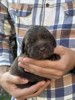 AKC - Green Collar, a male Labrador Retriever for sale in Loma Linda, CA – 1 of 6