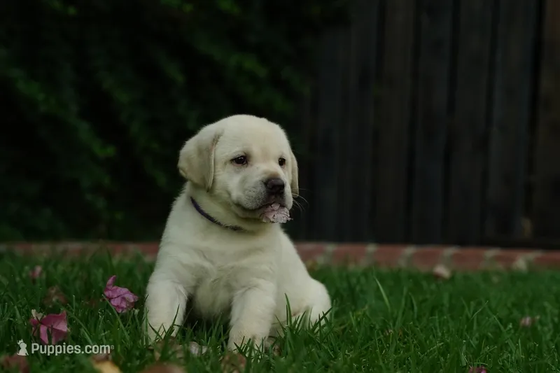 AKC - Purple Collar – Labrador Retriever puppy for sale in Loma Linda, CA