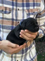 AKC - Blue Collar, a male Labrador Retriever for sale in Loma Linda, CA – 2 of 6