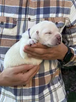 AKC - Purple Collar, a female Labrador Retriever for sale in Loma Linda, CA – 2 of 6