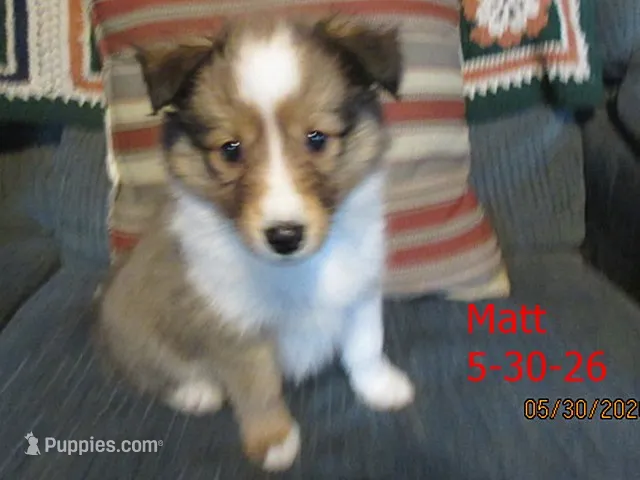 Matt – Shetland Sheepdog puppy for sale in Solon, ME