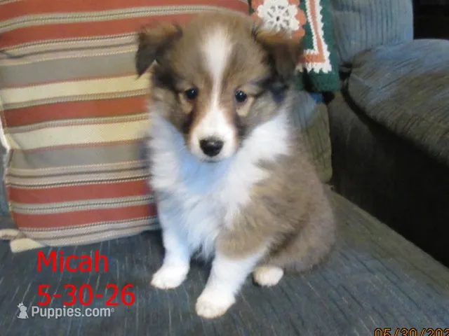 Micah – Shetland Sheepdog puppy for sale in Solon, ME
