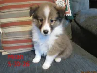 Micah, a male Shetland Sheepdog for sale in Solon, ME – 1 of 6