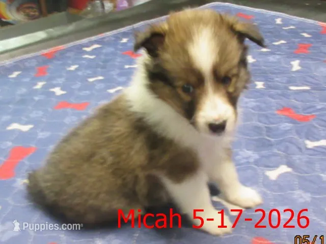 Micah – Shetland Sheepdog puppy for sale in Solon, ME