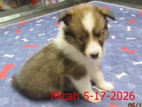 Micah, a male Shetland Sheepdog for sale in Solon, ME – 3 of 6
