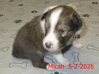 Micah, a male Shetland Sheepdog for sale in Solon, ME – 3 of 3