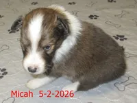Micah, a male Shetland Sheepdog for sale in Solon, ME – 2 of 3