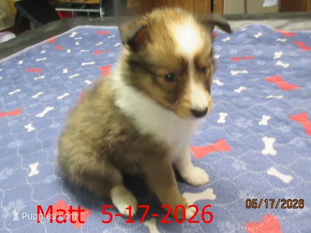 Matt – Shetland Sheepdog puppy for sale in Solon, ME