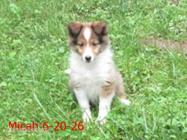 Micah – Shetland Sheepdog puppy for sale in Solon, ME