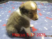 Marcus, a male Shetland Sheepdog for sale in Solon, ME – 3 of 6