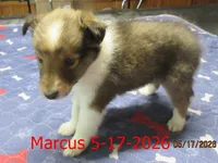 Marcus, a male Shetland Sheepdog for sale in Solon, ME – 2 of 6
