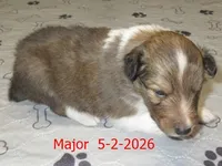Major, a male Shetland Sheepdog for sale in Solon, ME – 3 of 3