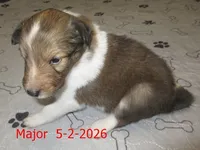Major, a male Shetland Sheepdog for sale in Solon, ME – 2 of 3