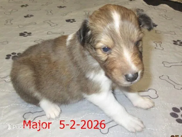 Major, a male Shetland Sheepdog for sale in Solon, ME – 1 of 3