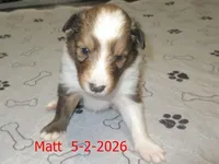 Matt, a male Shetland Sheepdog for sale in Solon, ME – 3 of 3