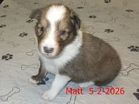 Matt, a male Shetland Sheepdog for sale in Solon, ME – 2 of 3