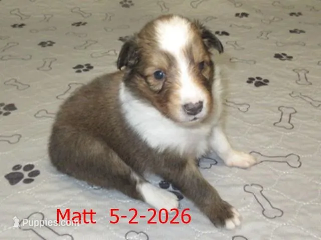Matt, a male Shetland Sheepdog for sale in Solon, ME – 1 of 3
