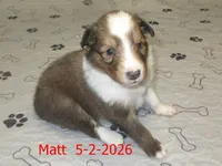 Matt, a male Shetland Sheepdog for sale in Solon, ME – 1 of 3