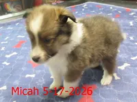 Micah, a male Shetland Sheepdog for sale in Solon, ME – 4 of 6