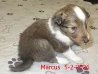 Marcus, a male Shetland Sheepdog for sale in Solon, ME – 1 of 3