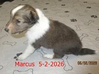 Marcus, a male Shetland Sheepdog for sale in Solon, ME – 3 of 3
