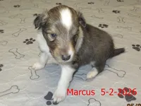 Marcus, a male Shetland Sheepdog for sale in Solon, ME – 2 of 3
