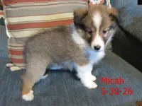 Micah, a male Shetland Sheepdog for sale in Solon, ME – 2 of 6