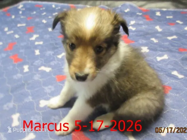 Marcus – Shetland Sheepdog puppy for sale in Solon, ME