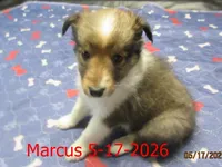 Marcus, a male Shetland Sheepdog for sale in Solon, ME – 1 of 6