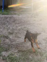 Bebe, a female Miniature Pinscher for sale in Tampa, FL – Photo 4 of 4