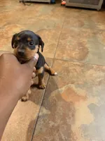 Bebe, a female Miniature Pinscher for sale in Tampa, FL – Photo 6 of 10