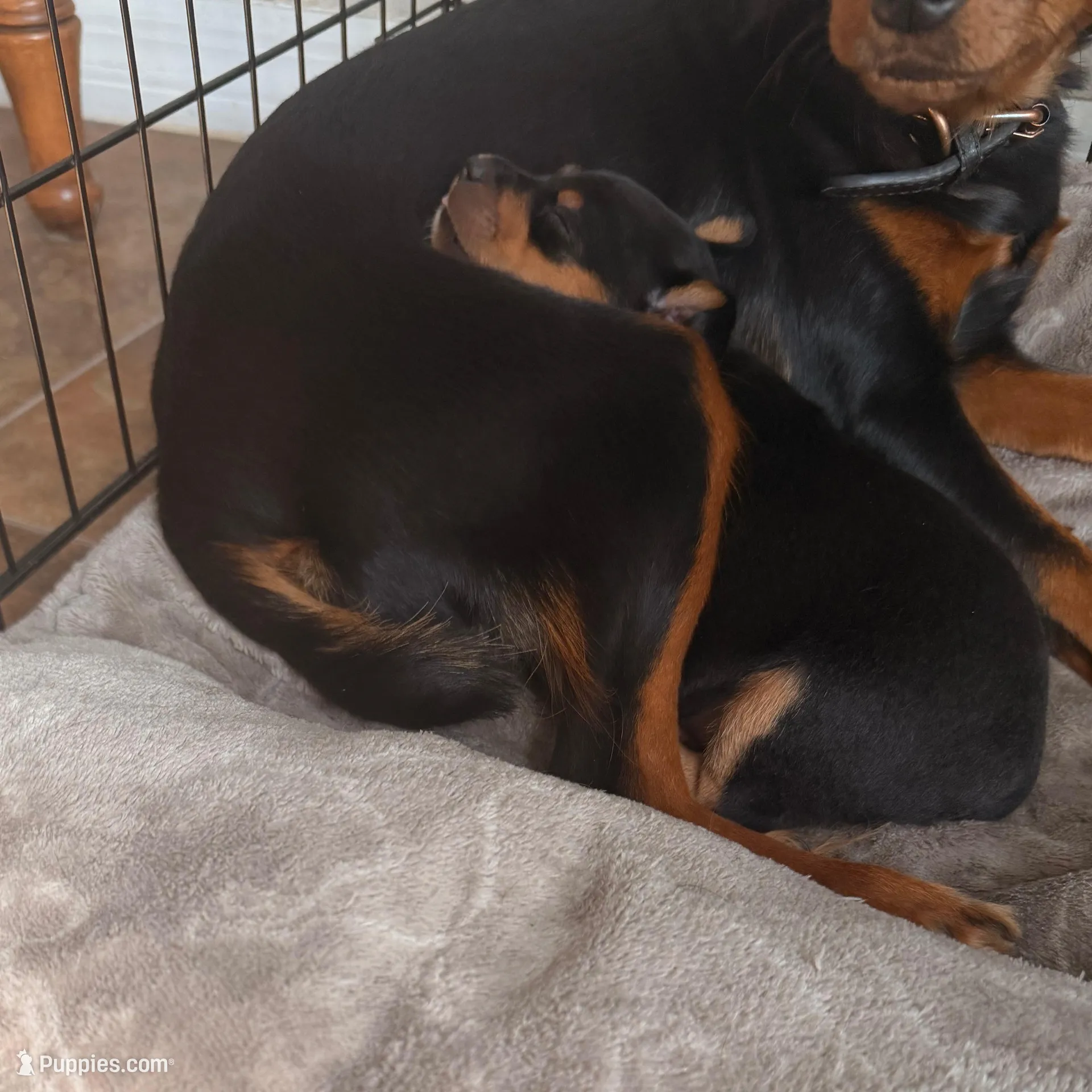 Bebe, a female Miniature Pinscher for sale in Tampa, FL – Photo 9 of 10