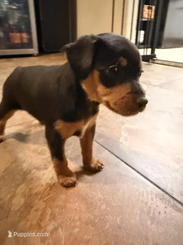 Bebe – Miniature Pinscher puppy for sale in Tampa, FL